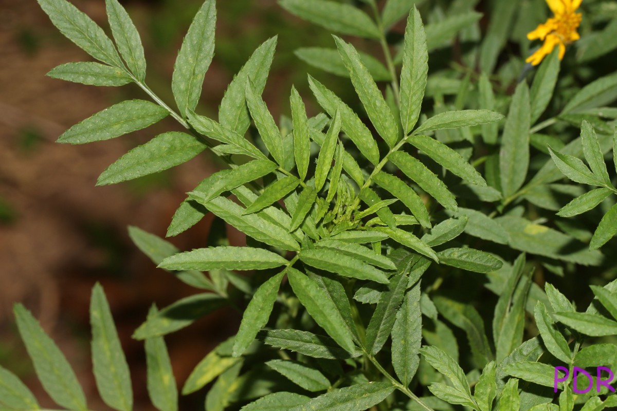 Tagetes erecta L.